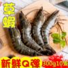 優選速凍大草蝦/10隻裝