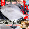 富貴吉祥大白鯧/一台斤