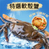 特選美味緬甸軟殼蟹/8隻裝