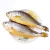 深海巨型大黃魚/去鱗鰓肚：圖片 4